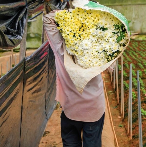 Our Company Flower Wholesale in Singapore