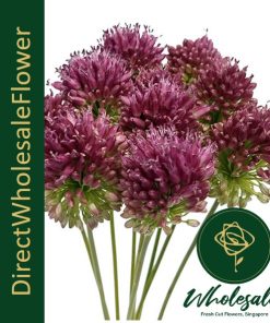 ALLIUM BULLET