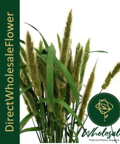 BUNNY TAIL GRASS (兔尾草)