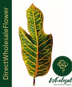 CROTON
