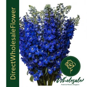 Delphinium blue