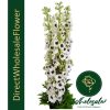 Delphinium white