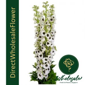Delphinium white
