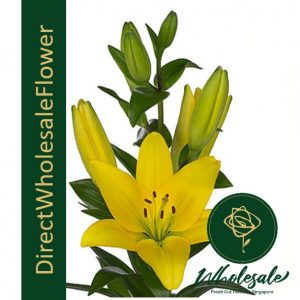 Lily Asiatic Yellow