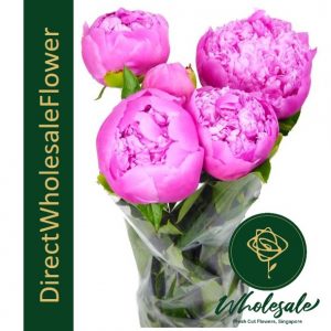 Peony shocking pink
