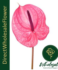 anthurium candy red pink