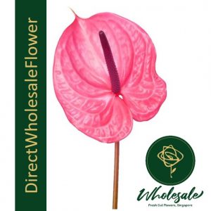 anthurium candy red pink