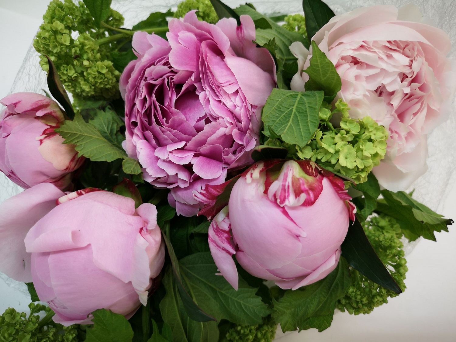 Flower Delivery Singapore Peonies at Albert Streets blog