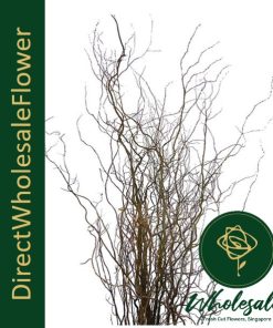 DRAGON WILLOW (CURLY WILLOW)