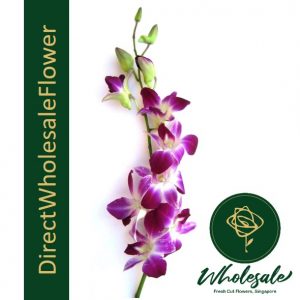 dendro purple orchid
