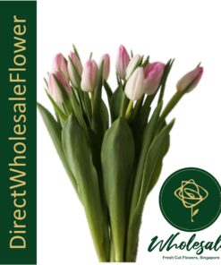 holland pink tulip wholesale