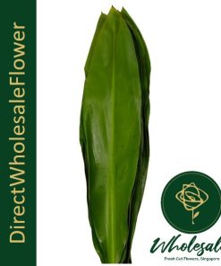 iron leaf green