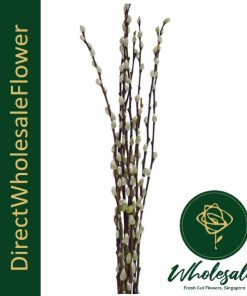 PUSSY WILLOW