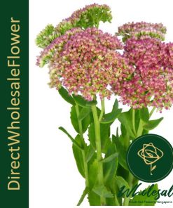 SEDUM (景天)