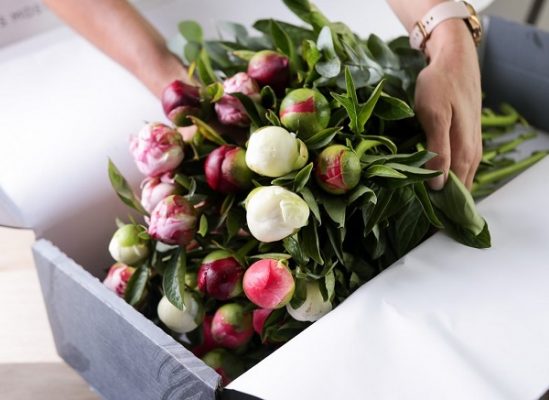 Buy Direct Flower Wholesale in Singapore | DWF Group