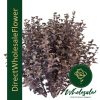 Physocarpus Diabolo ninebark