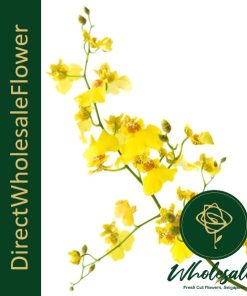 GOLDEN RAMSEY ONCIDIUM (大文心兰)