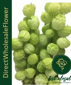 FRUITICOSA