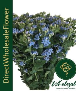 oxypetalum blue