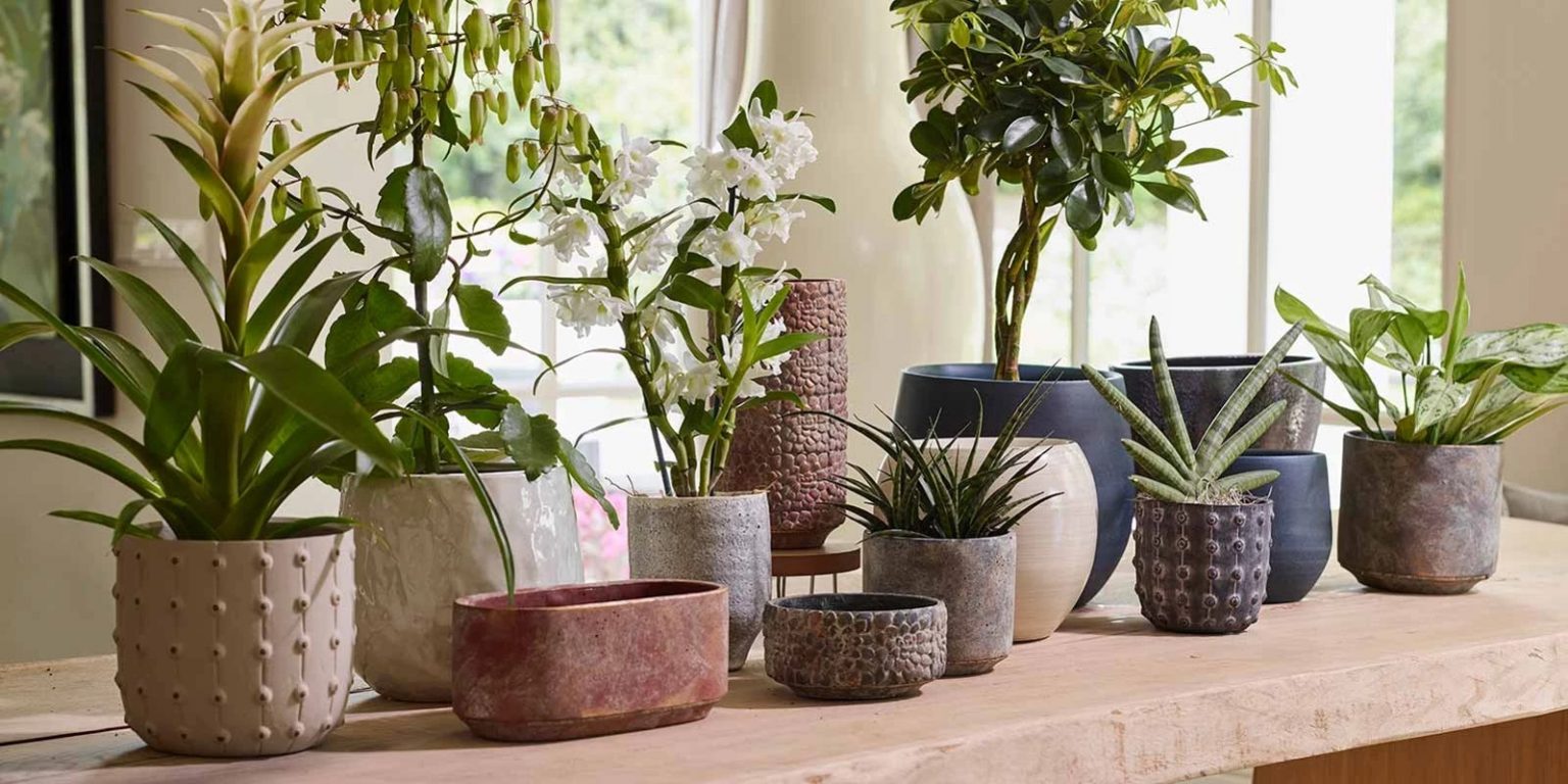 Buy Indoor Plants Online Beautiful Plants to Your Door DWF