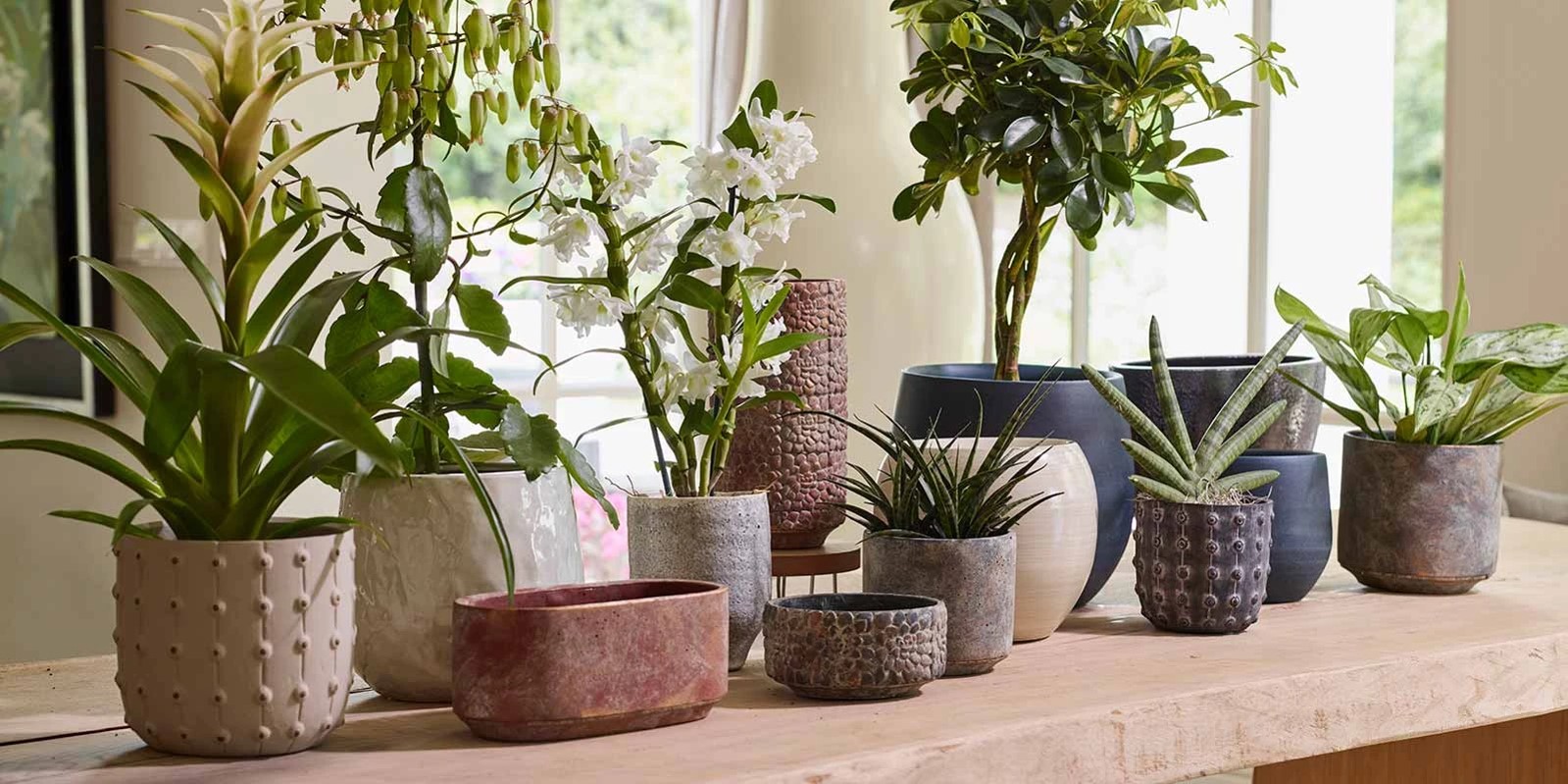 buy indoor plants online | beautiful plants to your door | dwf