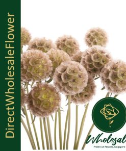 SCABIOSA STELLATA (风车果)