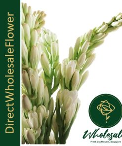 TUBEROSE (夜来香)