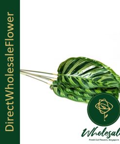 Calathea Makoyana