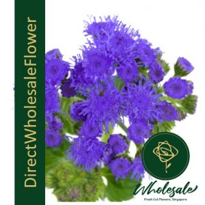 ageratum (Blue Planet)