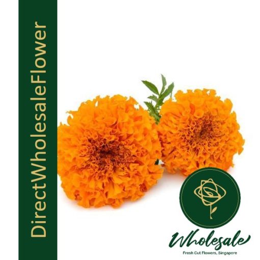 calendula marigold flower