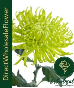 chrysanthemum thomas green