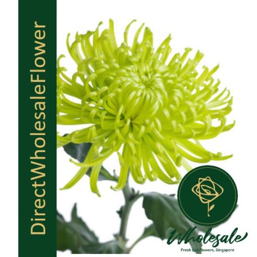 chrysanthemum thomas green