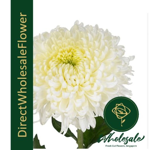 chrysanthemum sunlight white