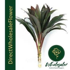 cordyline bamboo red
