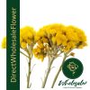 helichrysum