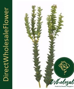 paranomus green