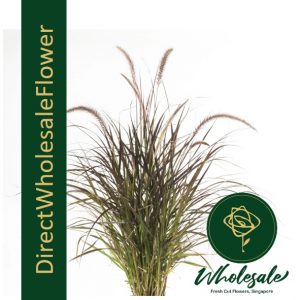 pennisetum fountain grass