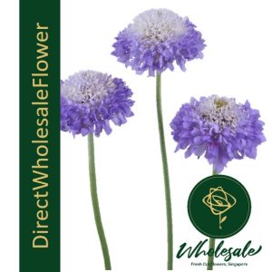 scabiosa