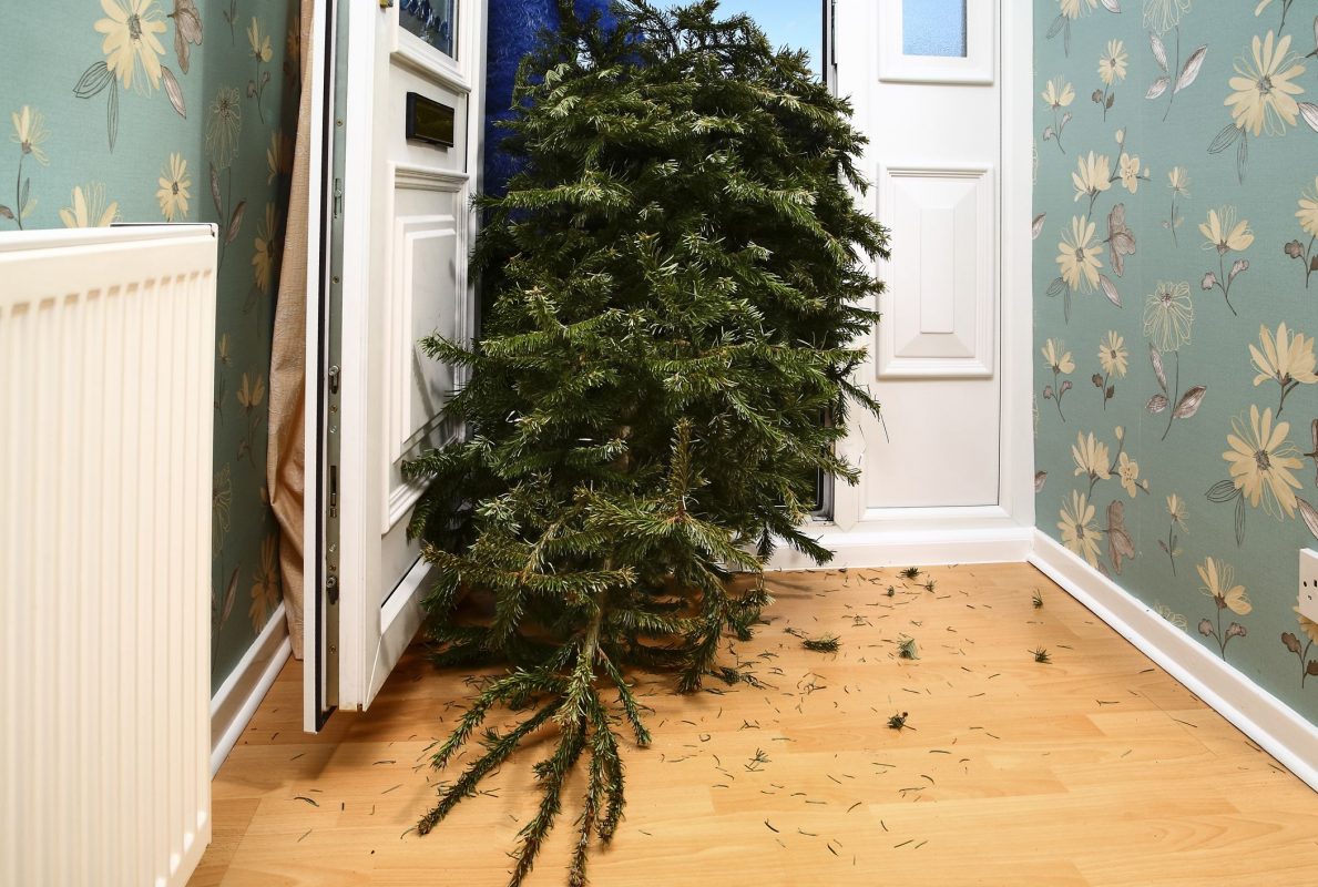 Christmas Tree Singapore Flower Wholesale in Singapore