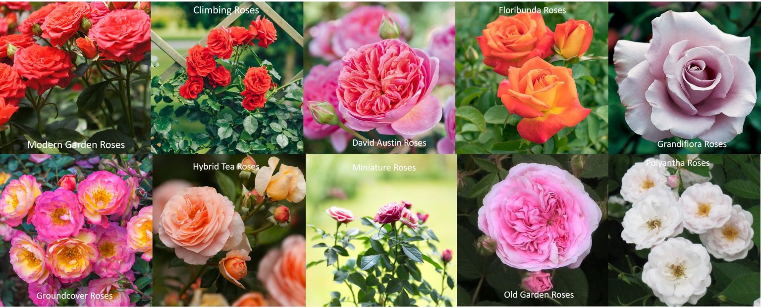 Most Popular Types of Roses Varieties Flower Wholesale in Singapore