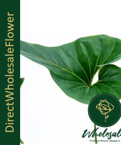 ANTHURIUM CORONG