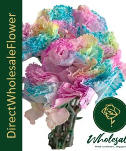 CARNATION RAINBOW (TINTED)