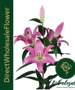 LILY COMPETITION 3+