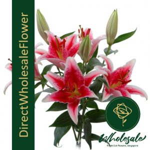 LILY ORIENTAL PINK