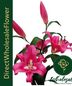 LILY ROBINA 3+