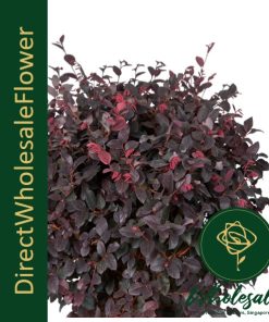 LOROPETALUM (红技木)