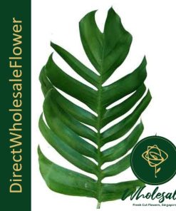 MONSTERA LEAF DRAGON TAIL
