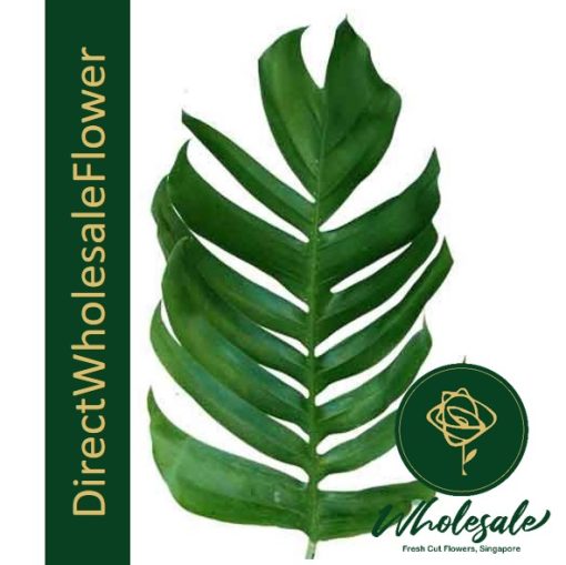 MONSTERA LEAF DRAGON TAIL