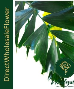 Fishtail Palm Tree (Caryota)