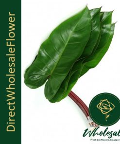 Philodendron Red Wing